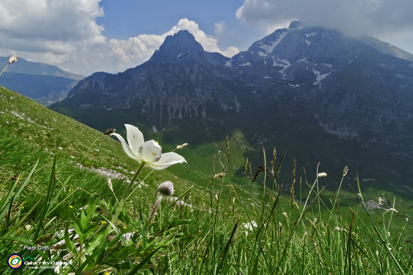 51 Anemone alpino (Pulsatilla alpina, Pulsatilla alba).JPG -                                